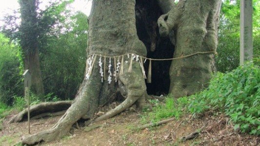 世界に伝えたい日本文化～なぜ日本人は花見好き？海外との６つの違い